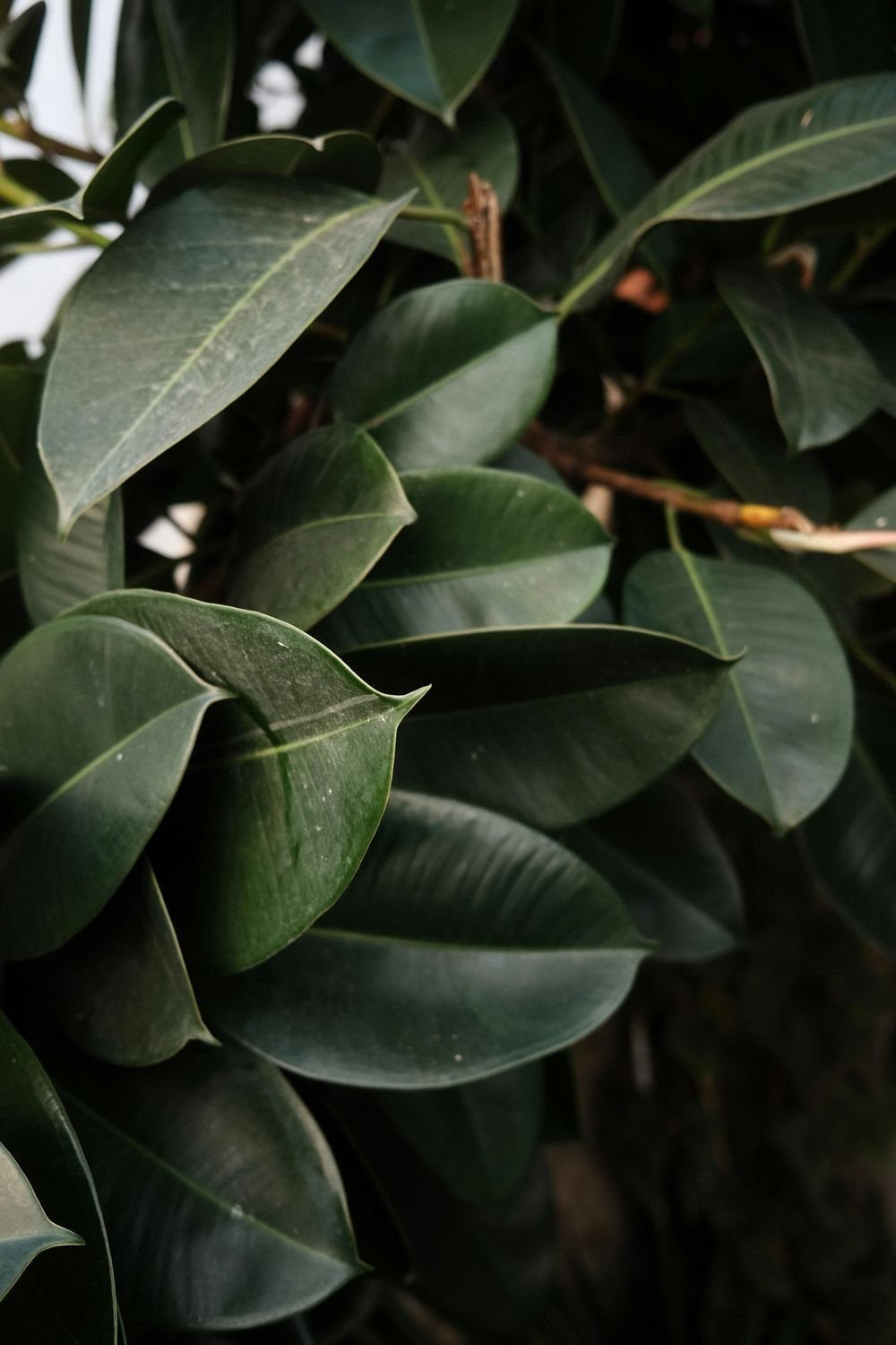 Rubber tree leaves in Sri Lanka