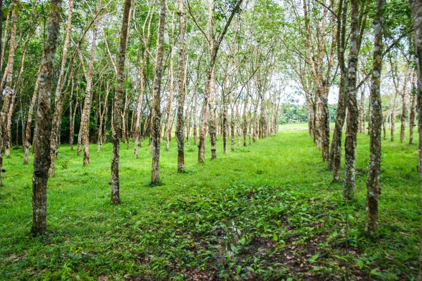 A rubber plantation in Sri Lanka