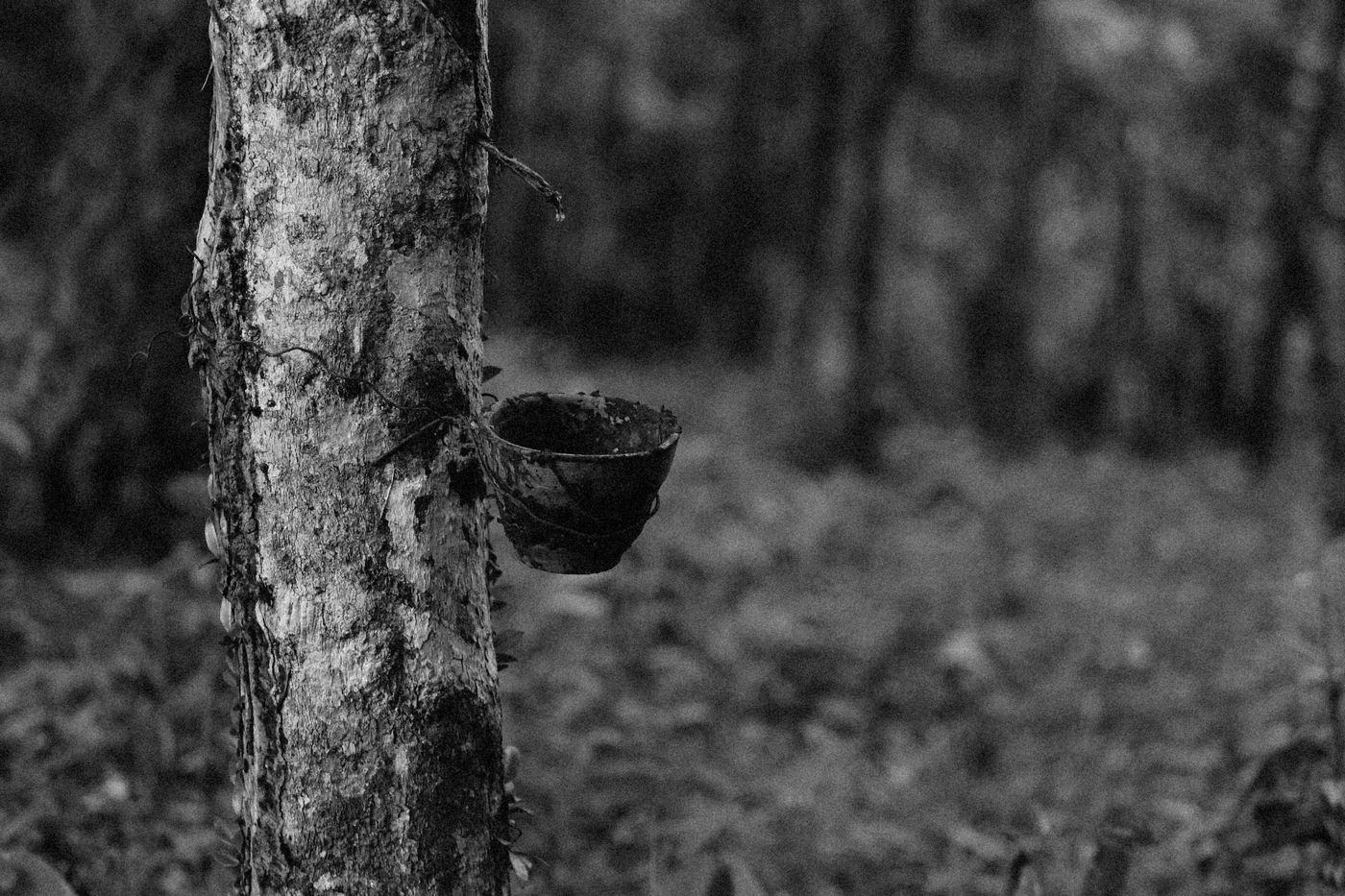 A tapped rubber tree with a latex cup